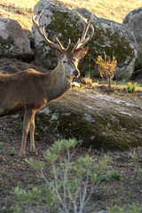 Red deer. Cervus elaphus