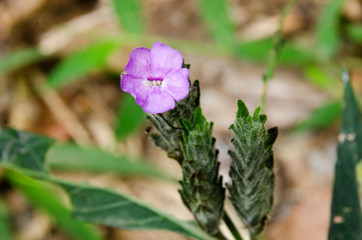 Field of daisy flowers