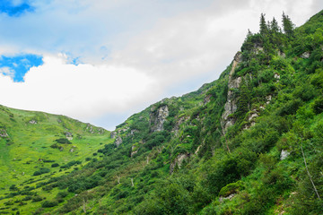Fototapeta na wymiar green mountains of Ukraine, Carpathians