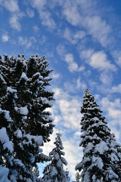 Winter forest in the Ural Mountains, Russia, Chelyabinsk region, Minyar. Pushkin's fairy tale