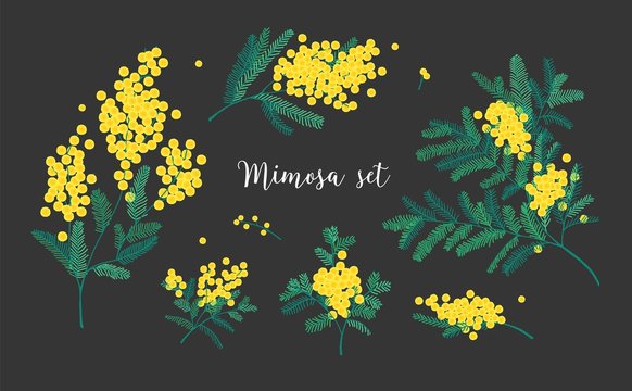 ニシクボサユリ MIMOSA DAY （原画）