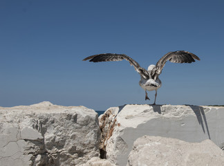 Fototapeta na wymiar A seagull takes off from stones at seashore