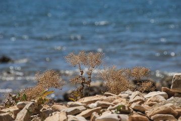 A little piece of the seashore with stones, dry gras and a blue sea