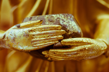 Dew drop on buddha hand