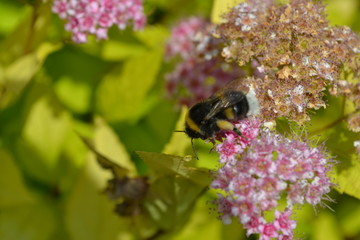 Bee on the flower. 