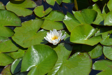 Blomming water lily.