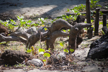 Boca del Cielo - Chiapas - Mexico