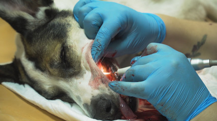 Veterinarian dentist is cleaning teeth from a dog, the animal is under anesthesia in a veterinary clinic. Veterinary stomatology, cleaning teeth from plaque and stone. Dog is having a teeth clean on