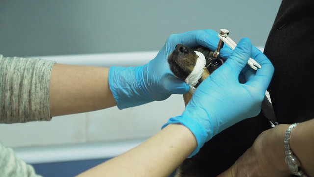 Veterinarian ophthalmologist doing medical procedure, examining the eyes of a dog in a veterinary clinic. Healthy dog under medical exam.