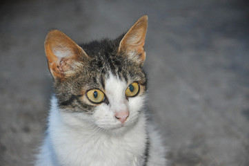 Domestic cat portrait. Cat big eyes in dark