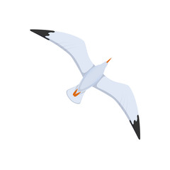 Flight of seagulls in sky, flight over the water.