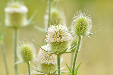 Teasel in nature, Natural background with an teasel flower in bloom
