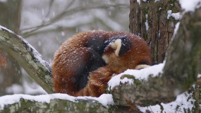 Red panda taking a nap in snowfall