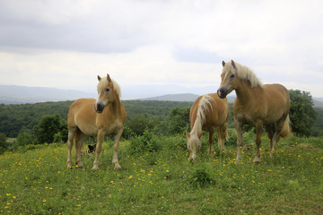 Obraz premium Haflinger Pferde, Gruppe auf Weide, Toskana, Italien, Europa
