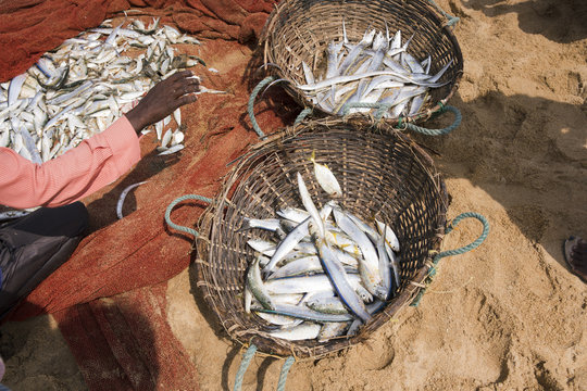 Negombo, Sri Lanka. Fishermen on the beach sorting manually caught fish.