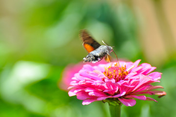Hummingbird Hawk Moth (Macroglossum stellatarum) sucking nectar from wildflower. Hummingbird hovering over pink flowers