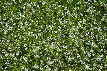 Fototapeta na wymiar Green Grass Field of White Flowers Abstract Pattern Background