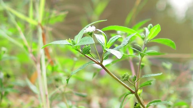 Eclipta prostrata false daisy, white-head.