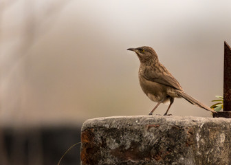 Striated babbler