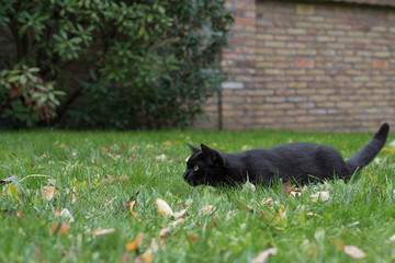 Domestic black cat laying on the grass