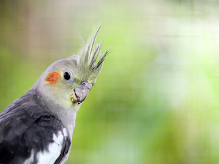 Parrot