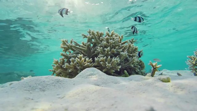 Maldives young whitetail dascyllus fishes swimming over tropical corals