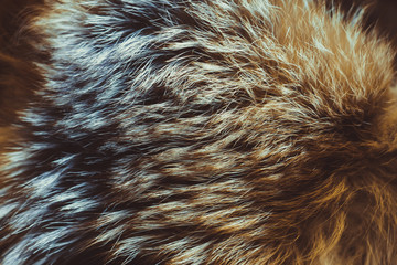 Close up of cat fur for texture or background