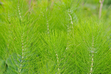 Horsetail (Equisetum) healing plant bunch background. Equisetum arvense or Snake grass is a medicinal plant