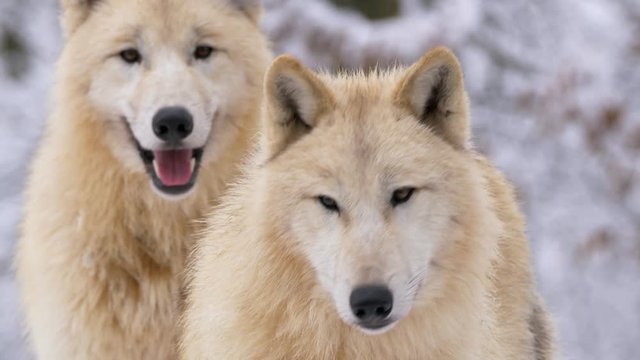Arctic wolf in winter