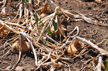 Ripe onion growing in the garden. Organic onion plantation in the vegetable garden agriculture