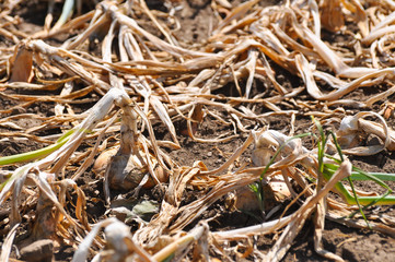 Ripe onion growing in the garden. Organic onion plantation in the vegetable garden agriculture