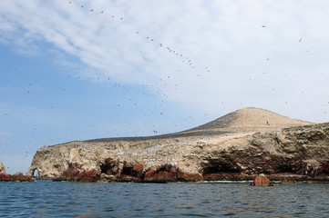 Peru, wildlife on Islas Ballestas near Paracas