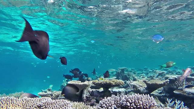 Maldives fishes swimming over tropical corals