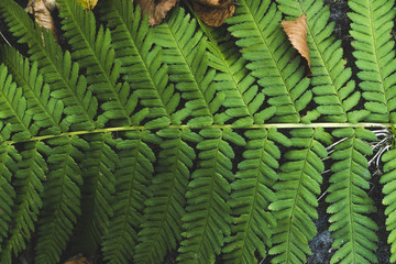 close up fern leaf in morning forest with center from top view background