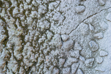 mold on plaster