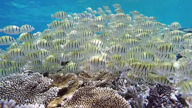 Maldives convict surgeonfish shoaling is foraging at the coral reef