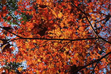 Golden autumn leaves on the tree