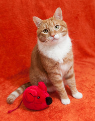 red cat with plush toy mouse