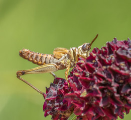 grasshopper on great burnet flower