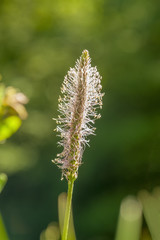 hoary plantain flowers