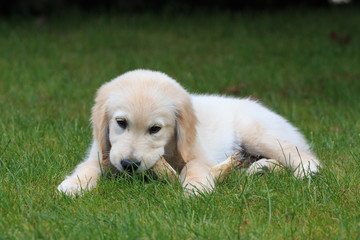 cucciolo di Golden Retriever