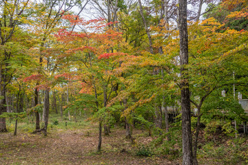 Vibrant trees in the jungle