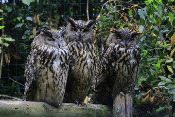 Uhu Familie auf Baumstamm(Bubo bubo)