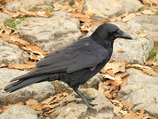 Krähe aus der Nähe