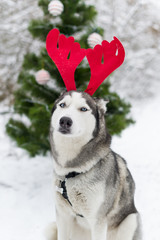 Happy Siberian husky dog wearing reindeer antlers outdoors on winter christmas day