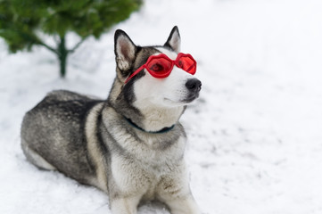 Cute huskies dog with red glasses on the eyes.