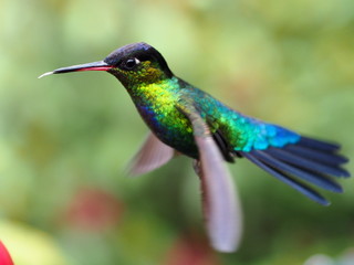 Fototapeta premium Kolibri in Costa Rica