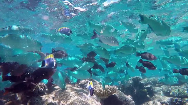 Maldives massive shoaling of parrotfishes are foraging at the coral reef
