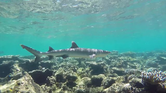 Maldives whitetip shark hunting fishes at corals