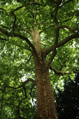 british tree